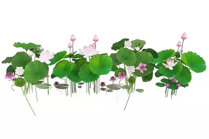lotus Low-poly 3D model