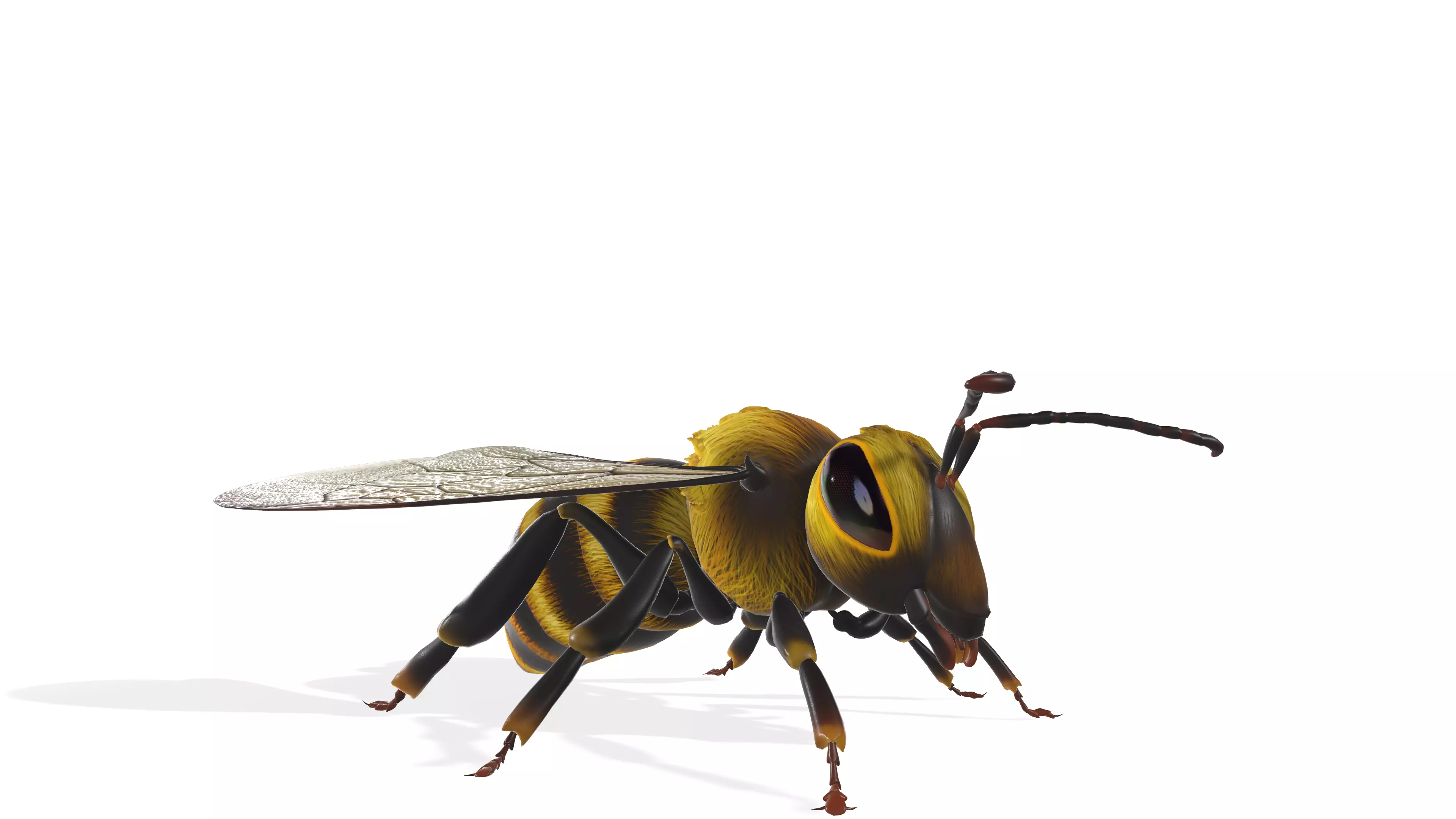 Animated Detailed 3D Honey Bee Animated Insect Model 3D model