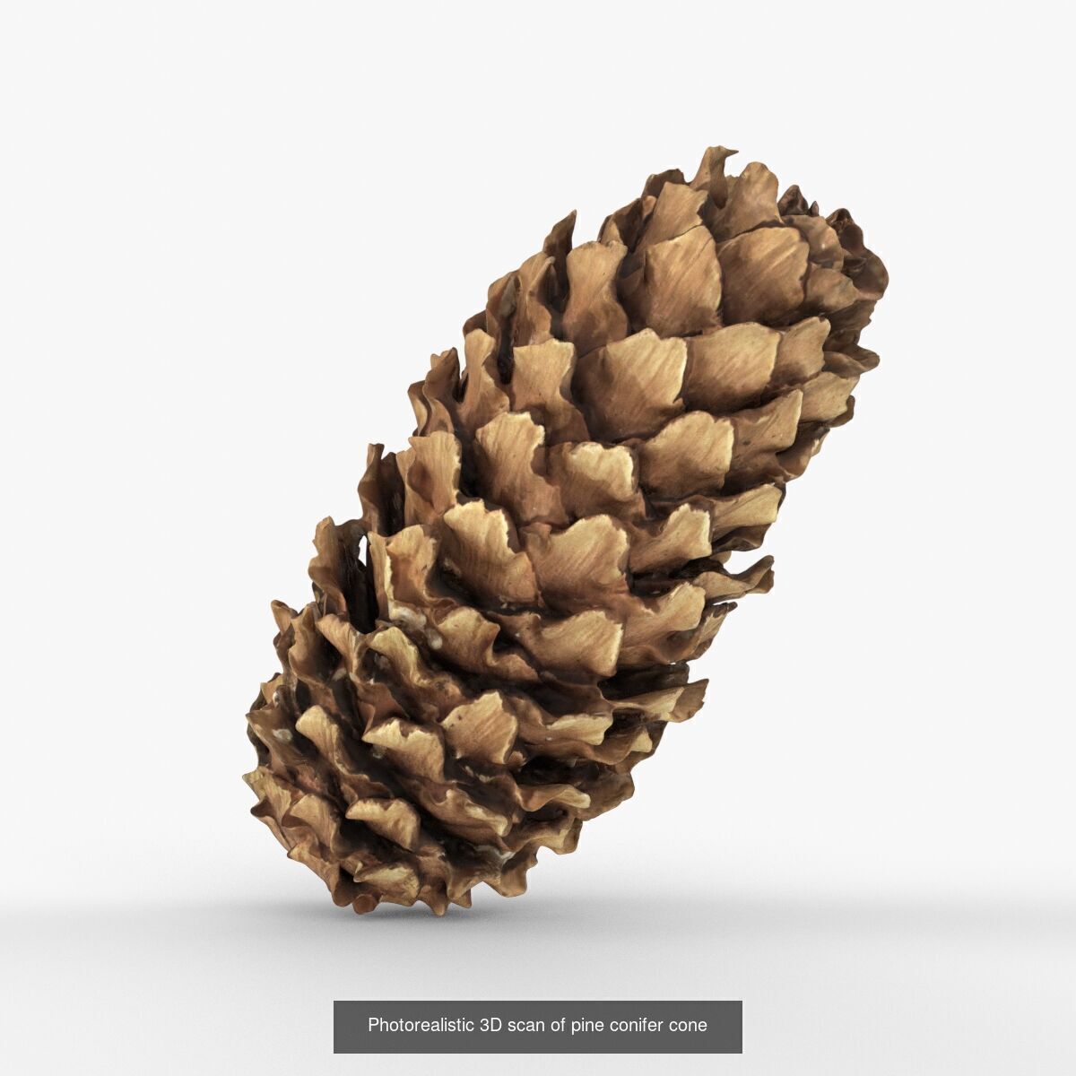 Photorealistic 3D scan of pine conifer cones Collection _1