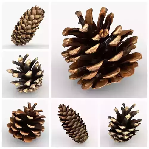 Photorealistic 3D scan of pine conifer cones Collection