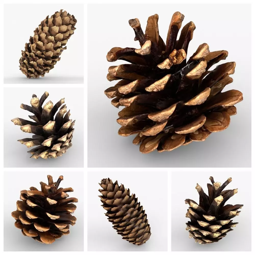 Photorealistic 3D scan of pine conifer cones Collection _0