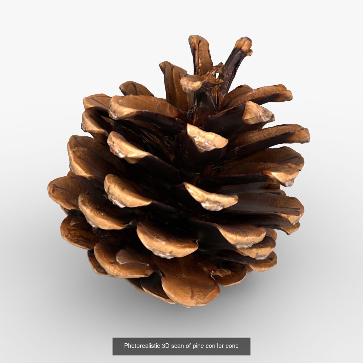 Photorealistic 3D scan of pine conifer cones Collection _3