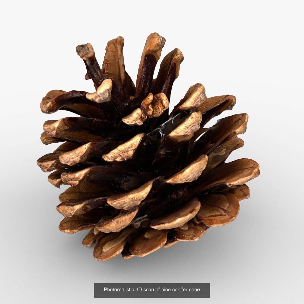 Photorealistic 3D scan of pine conifer cones Collection _2