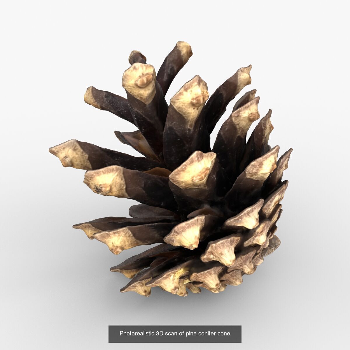 Photorealistic 3D scan of pine conifer cones Collection _4