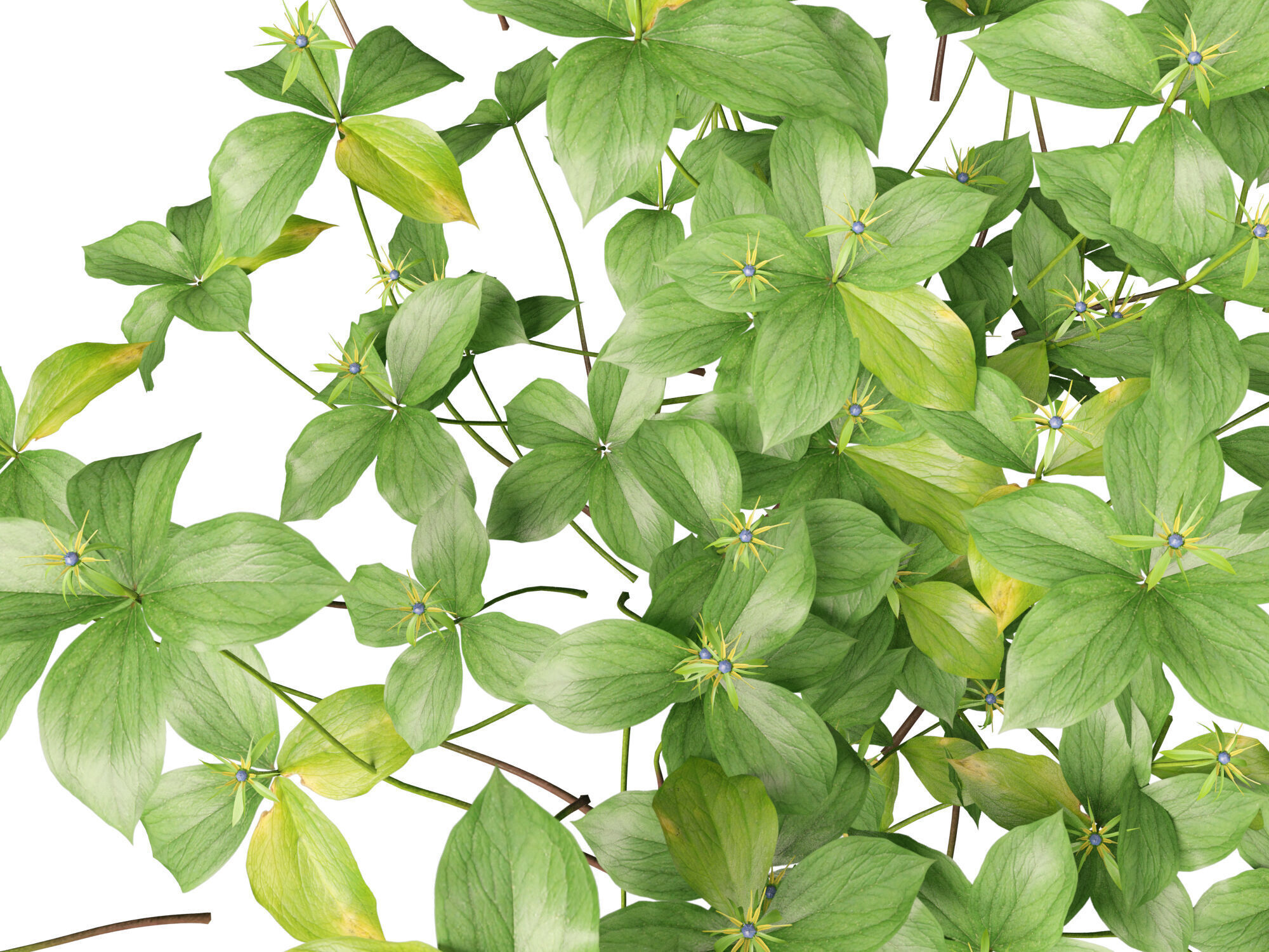 HighPoly LowPoly - Paris quadrifolia - true lovers knot Low-poly 3D model_11