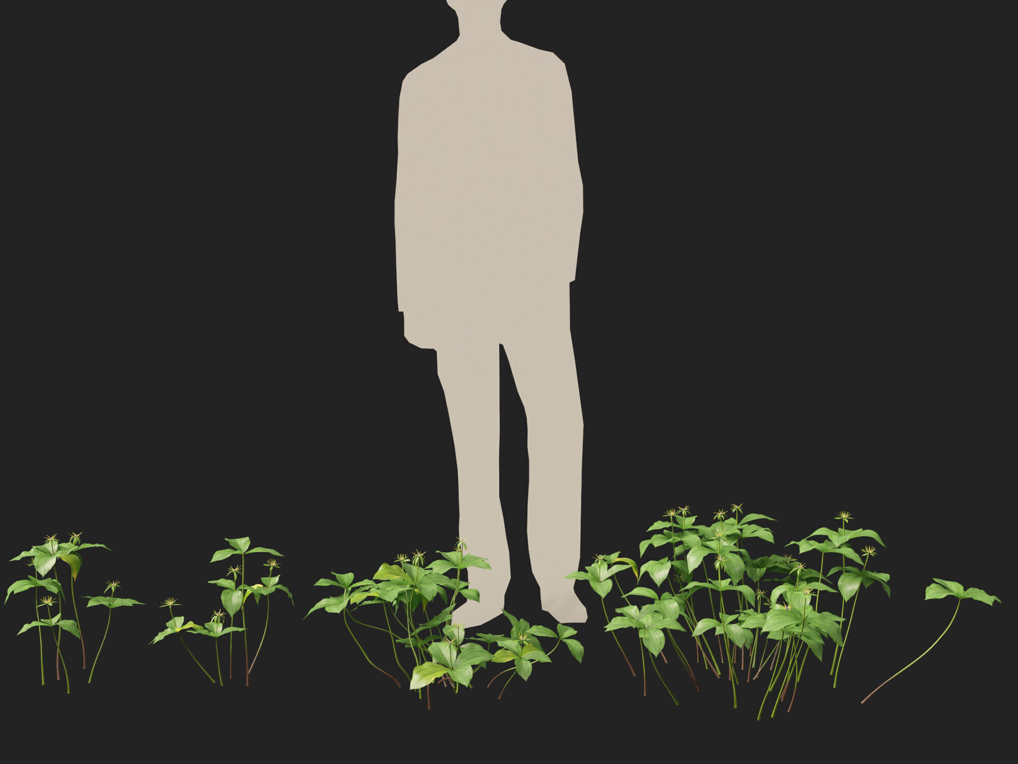 HighPoly LowPoly - Paris quadrifolia - true lovers knot Low-poly 3D model_7