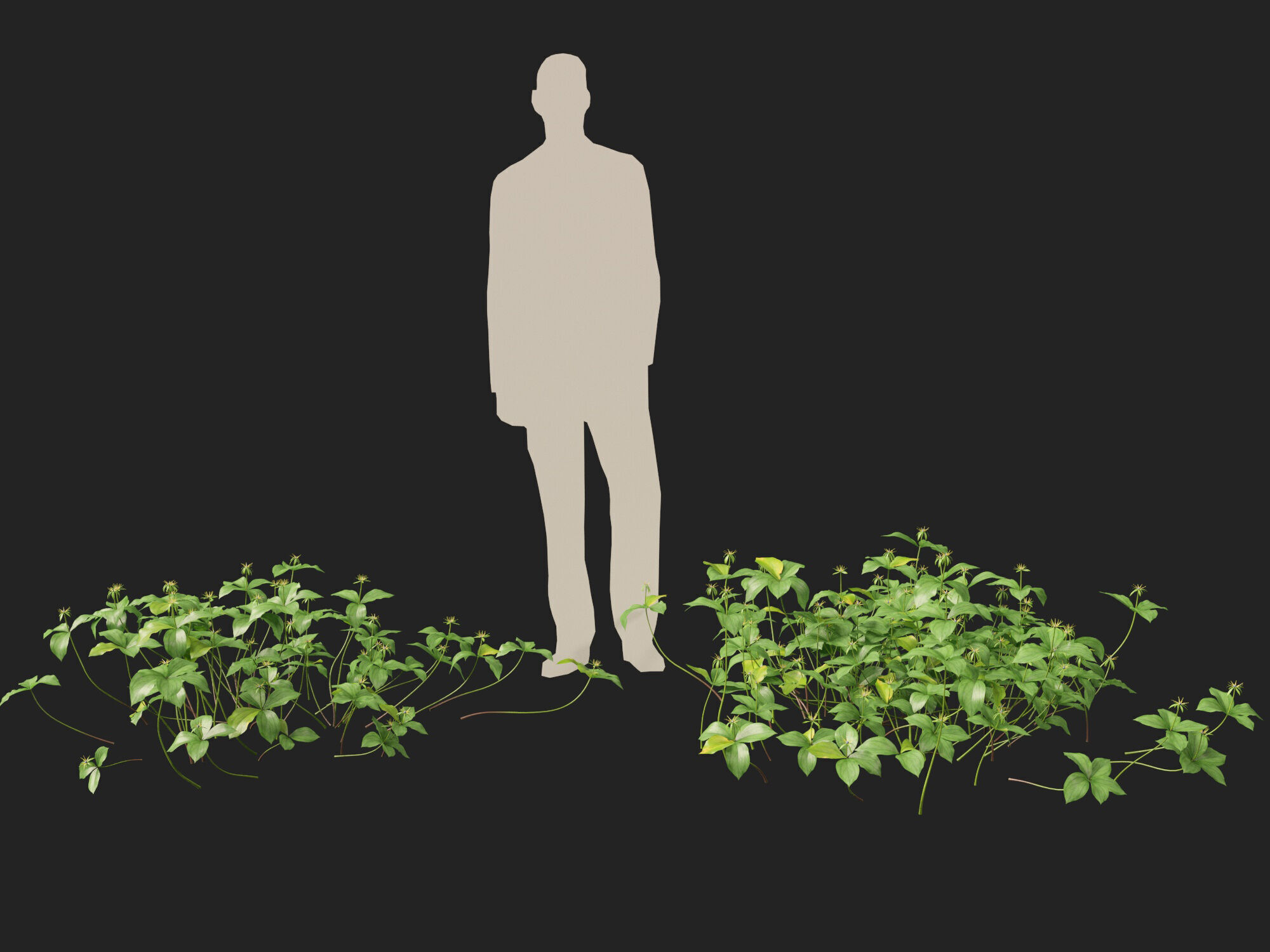 HighPoly LowPoly - Paris quadrifolia - true lovers knot Low-poly 3D model_9