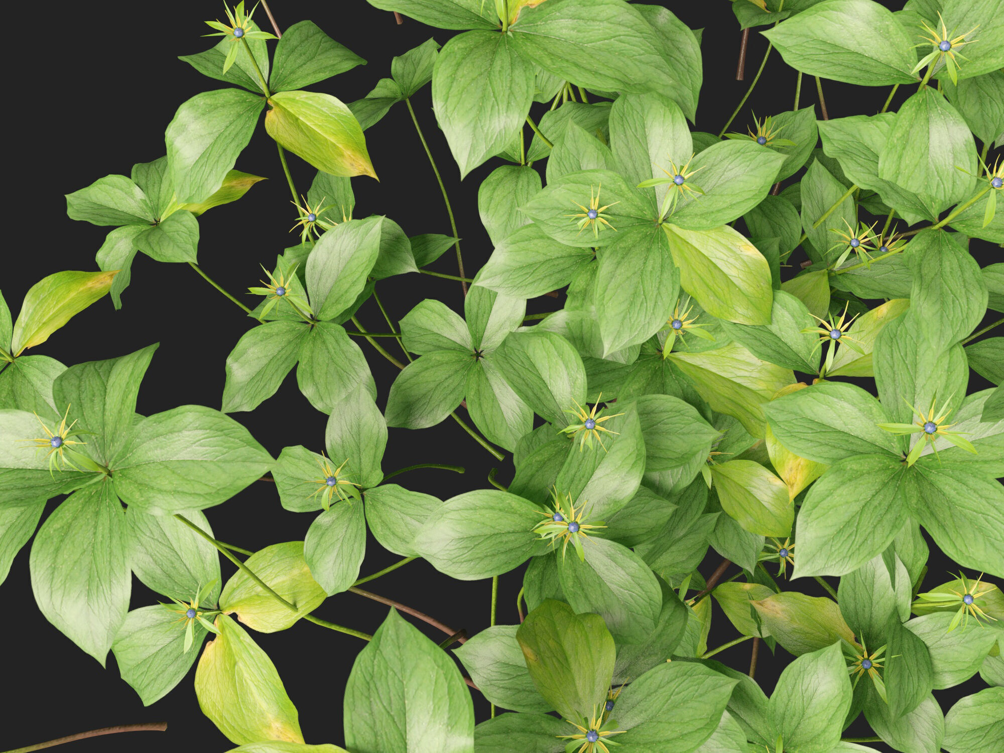 HighPoly LowPoly - Paris quadrifolia - true lovers knot Low-poly 3D model_2