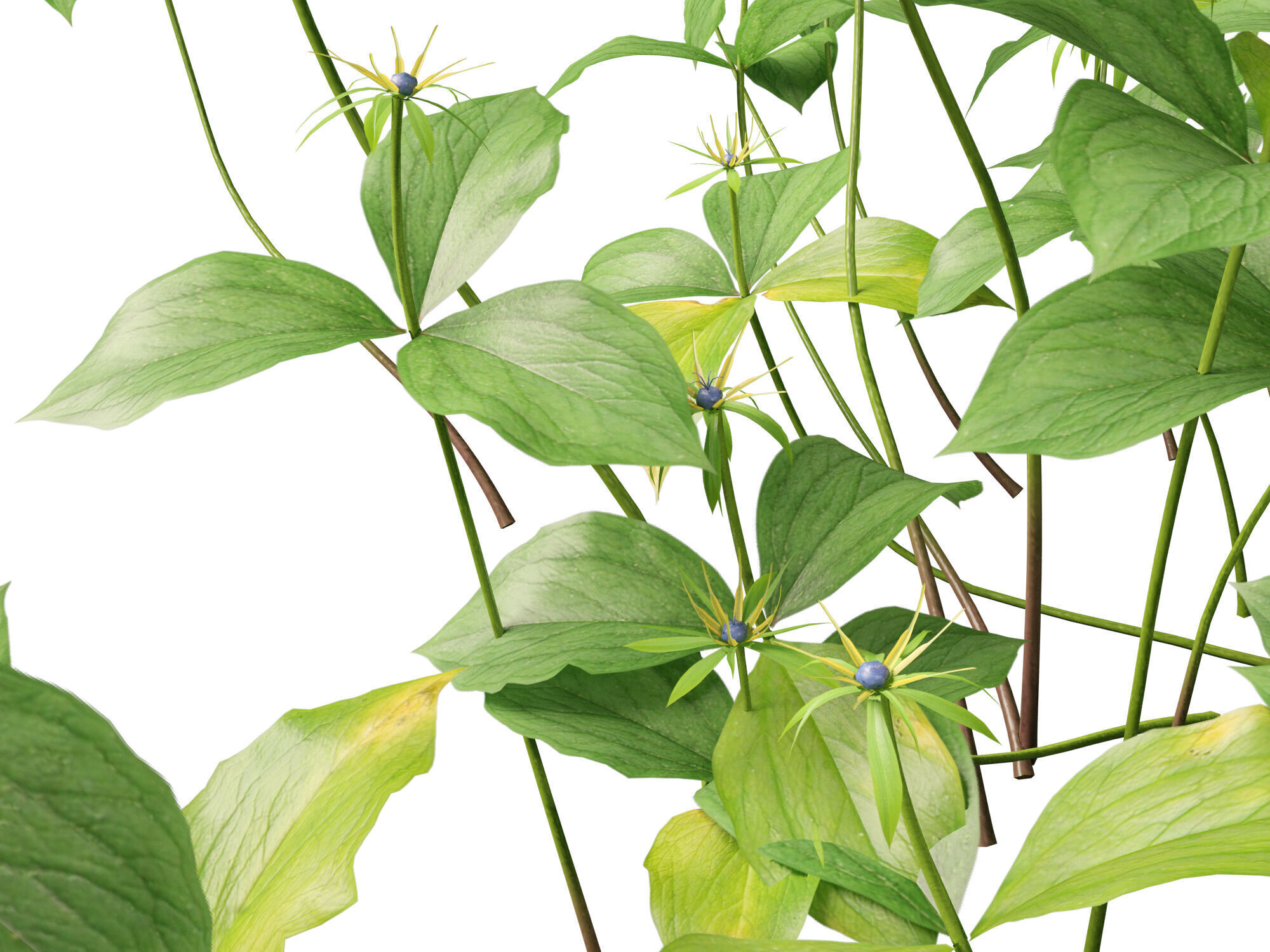 HighPoly LowPoly - Paris quadrifolia - true lovers knot Low-poly 3D model_4