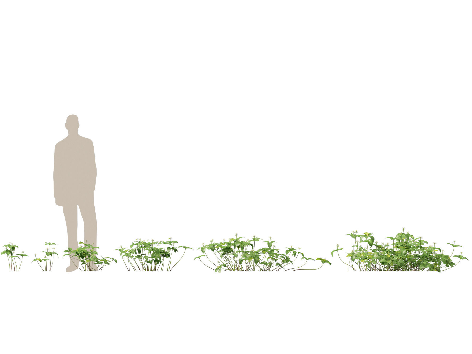 HighPoly LowPoly - Paris quadrifolia - true lovers knot Low-poly 3D model_1