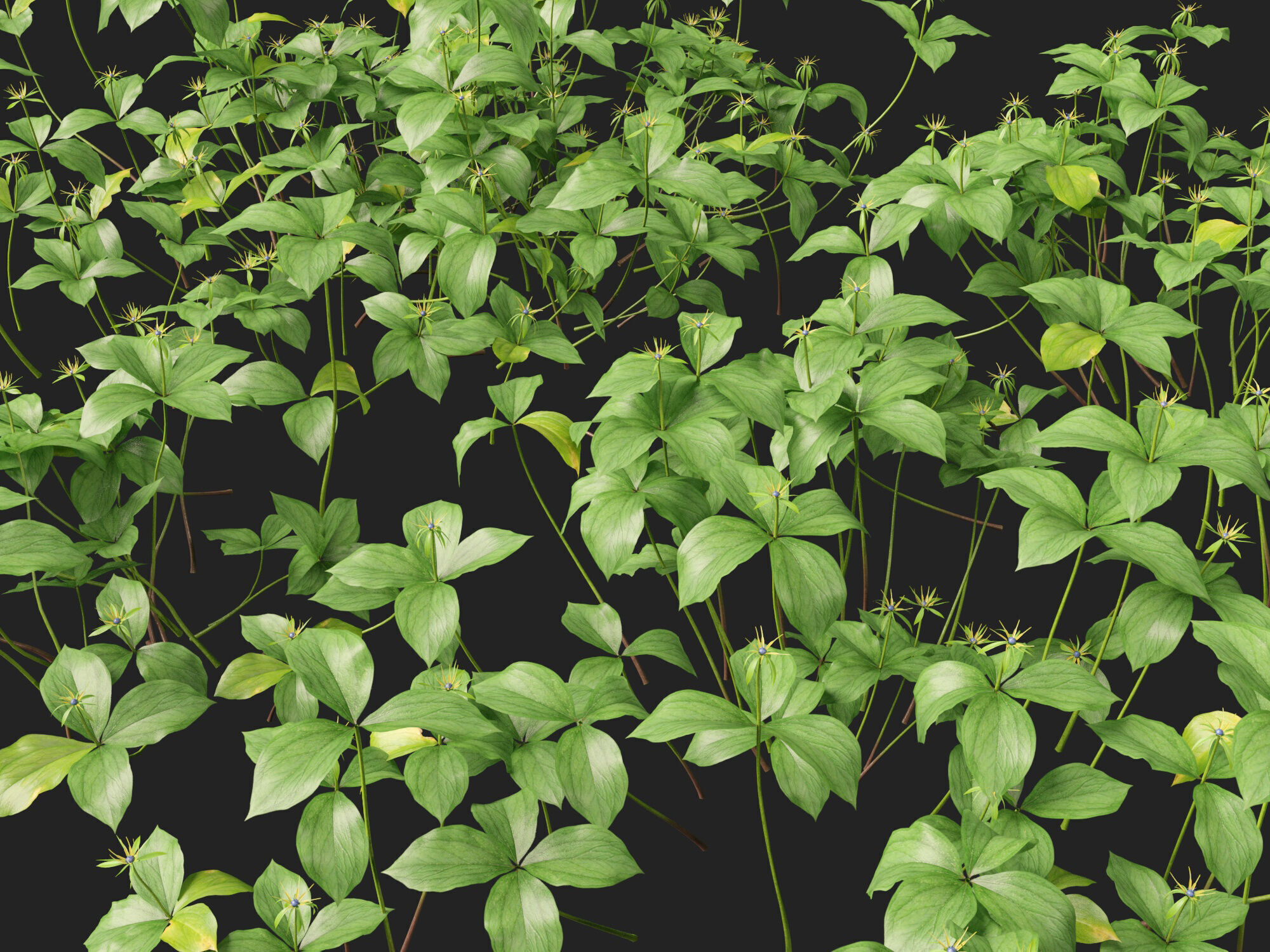 HighPoly LowPoly - Paris quadrifolia - true lovers knot Low-poly 3D model_10