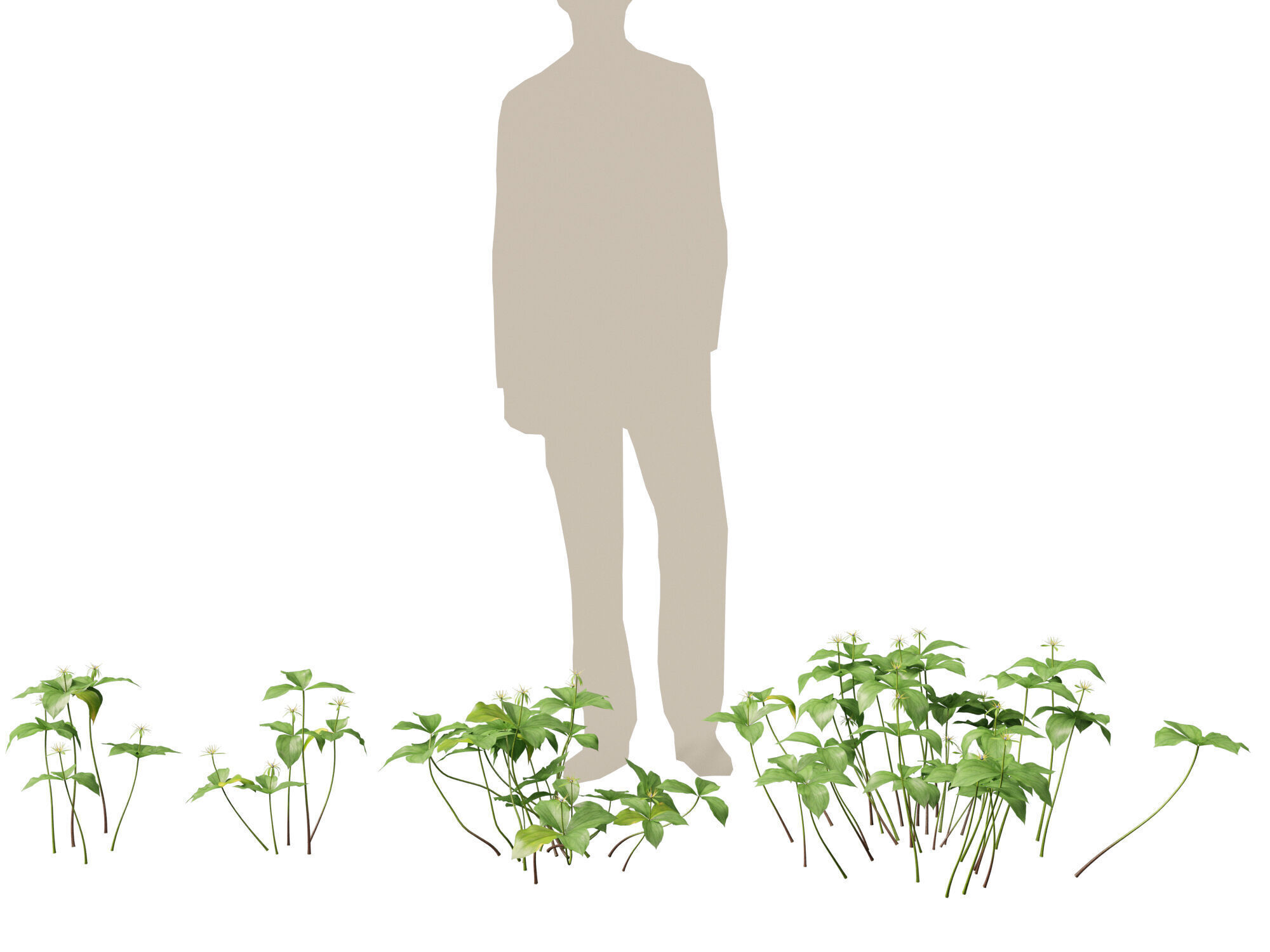 HighPoly LowPoly - Paris quadrifolia - true lovers knot Low-poly 3D model_6