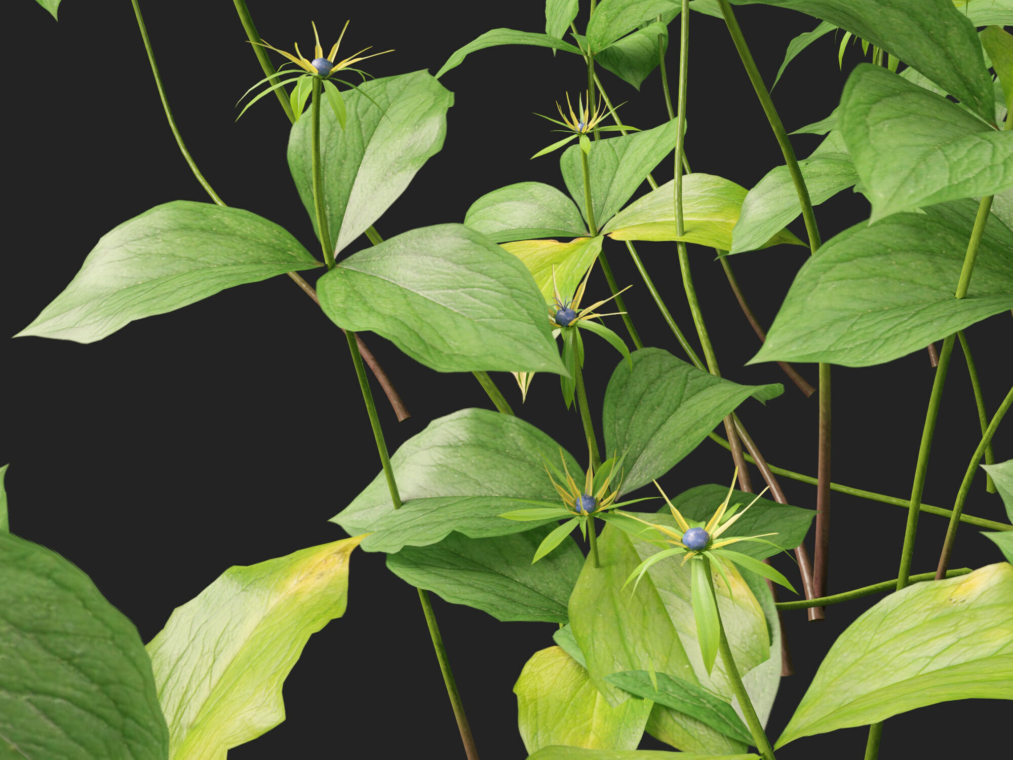 HighPoly LowPoly - Paris quadrifolia - true lovers knot Low-poly 3D model_3