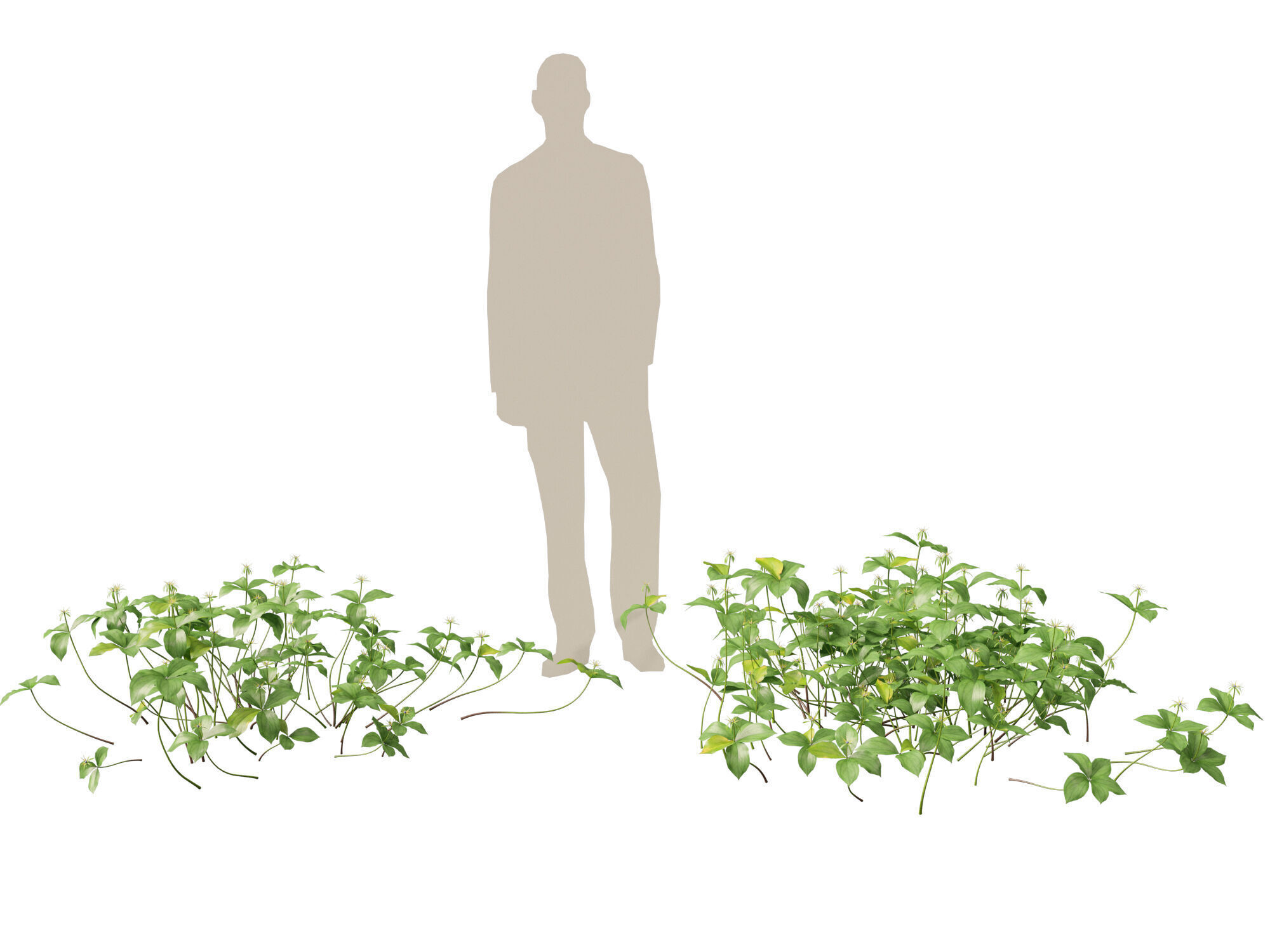 HighPoly LowPoly - Paris quadrifolia - true lovers knot Low-poly 3D model_8