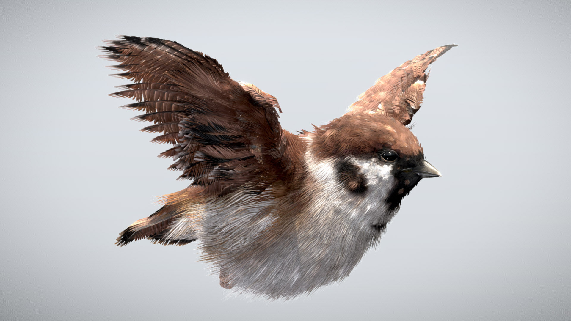 Eurasian Tree Sparrow 3D model_2