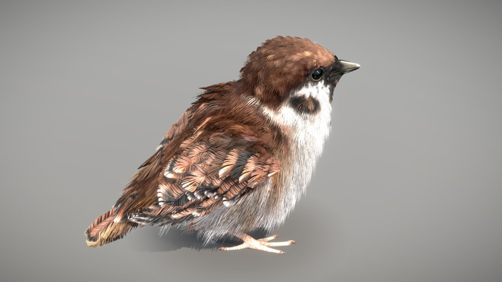 Eurasian Tree Sparrow 3D model_4