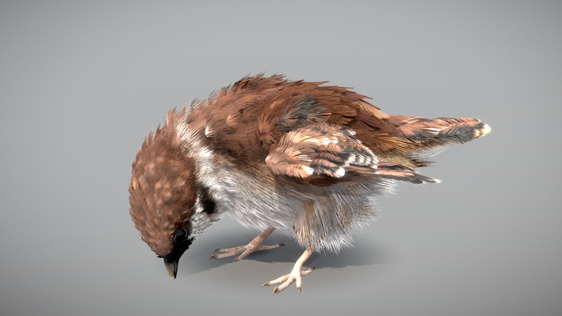 Eurasian Tree Sparrow 3D model_5