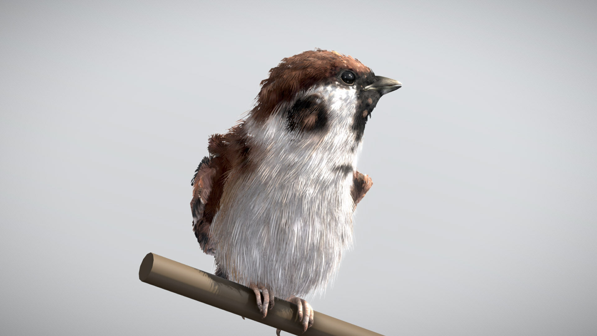 Eurasian Tree Sparrow 3D model_3