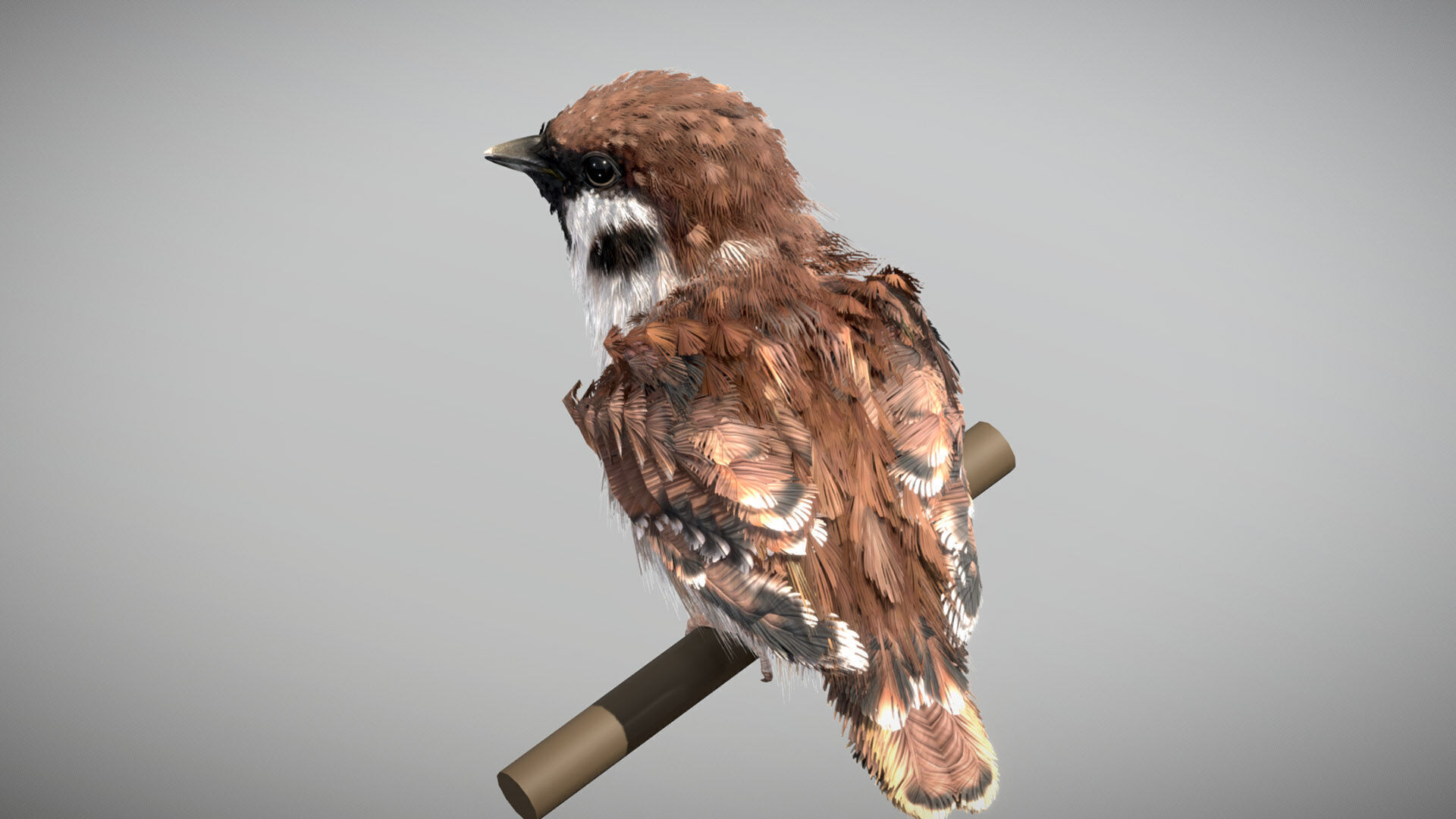 Eurasian Tree Sparrow 3D model_1