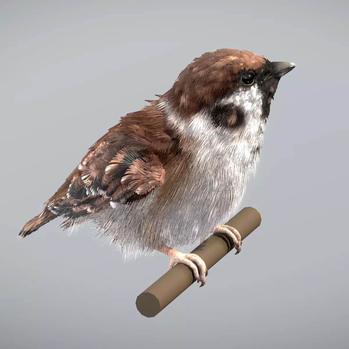 Eurasian Tree Sparrow 3D model_0