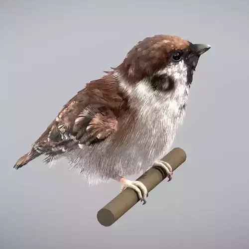 Eurasian Tree Sparrow