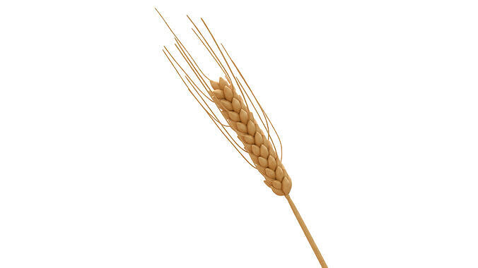 3D Wheat Model 3D model