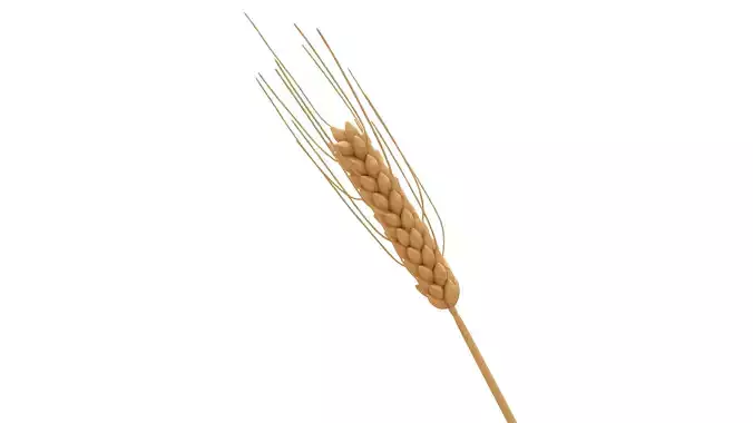 3D Wheat Model 3D model
