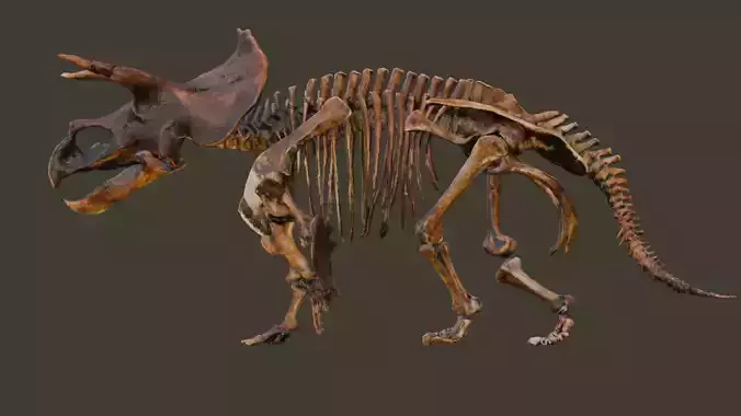 Animated Triceratops Skeleton 3D Model  Low-poly 3D model