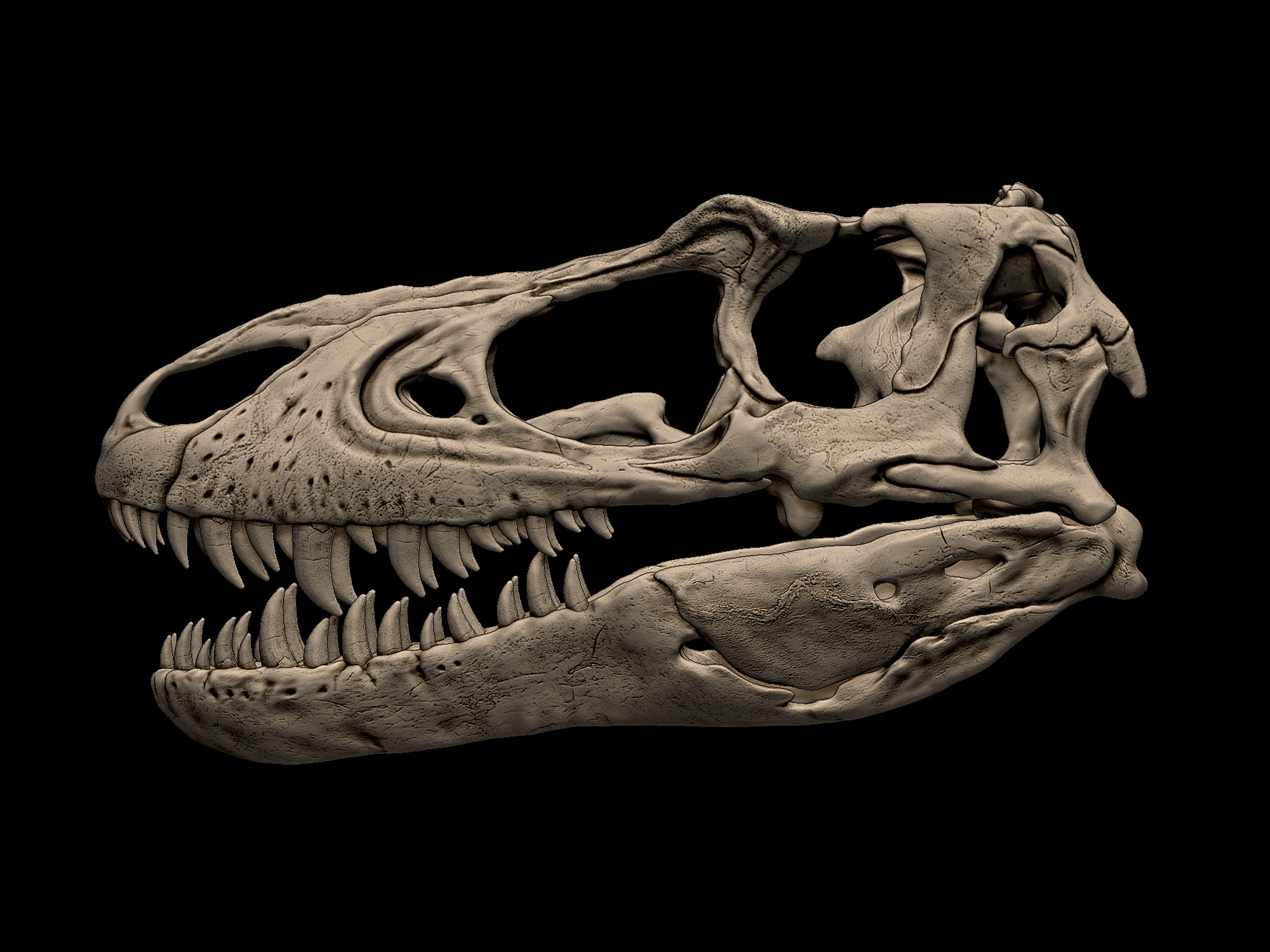 Juvenile Gorgosaurus Skull 3D print model