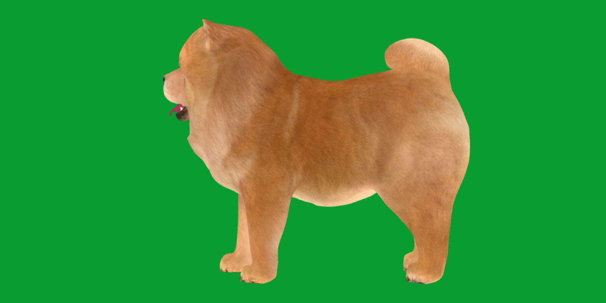 Chow Chow Dog Low-poly 3D model_38