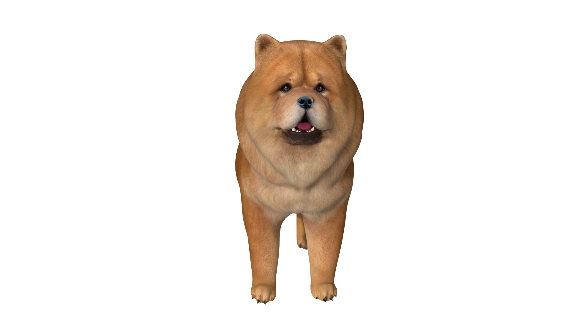 Chow Chow Dog Low-poly 3D model_5