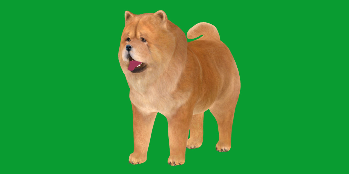 Chow Chow Dog Low-poly 3D model_37