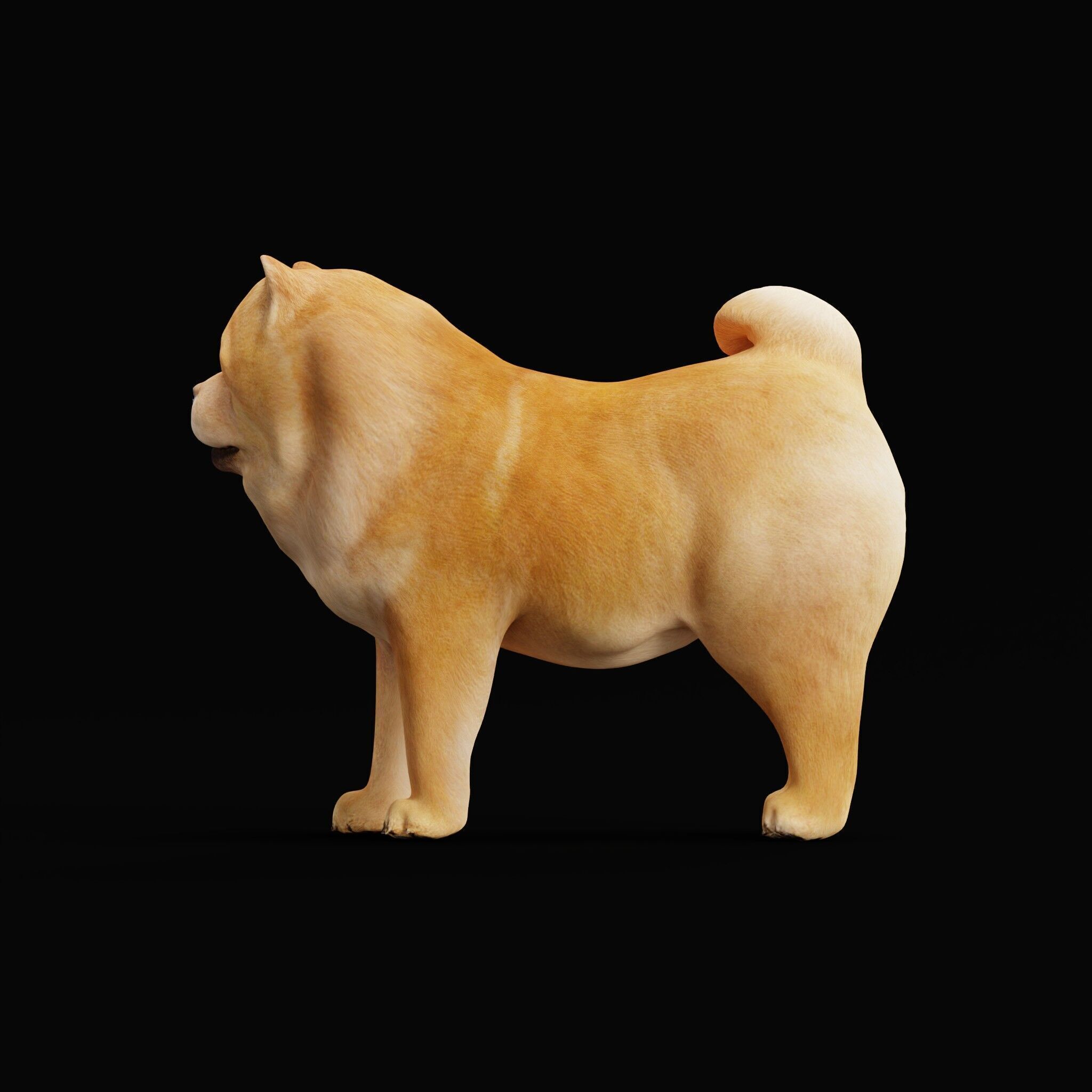 Chow Chow Dog Low-poly 3D model_49