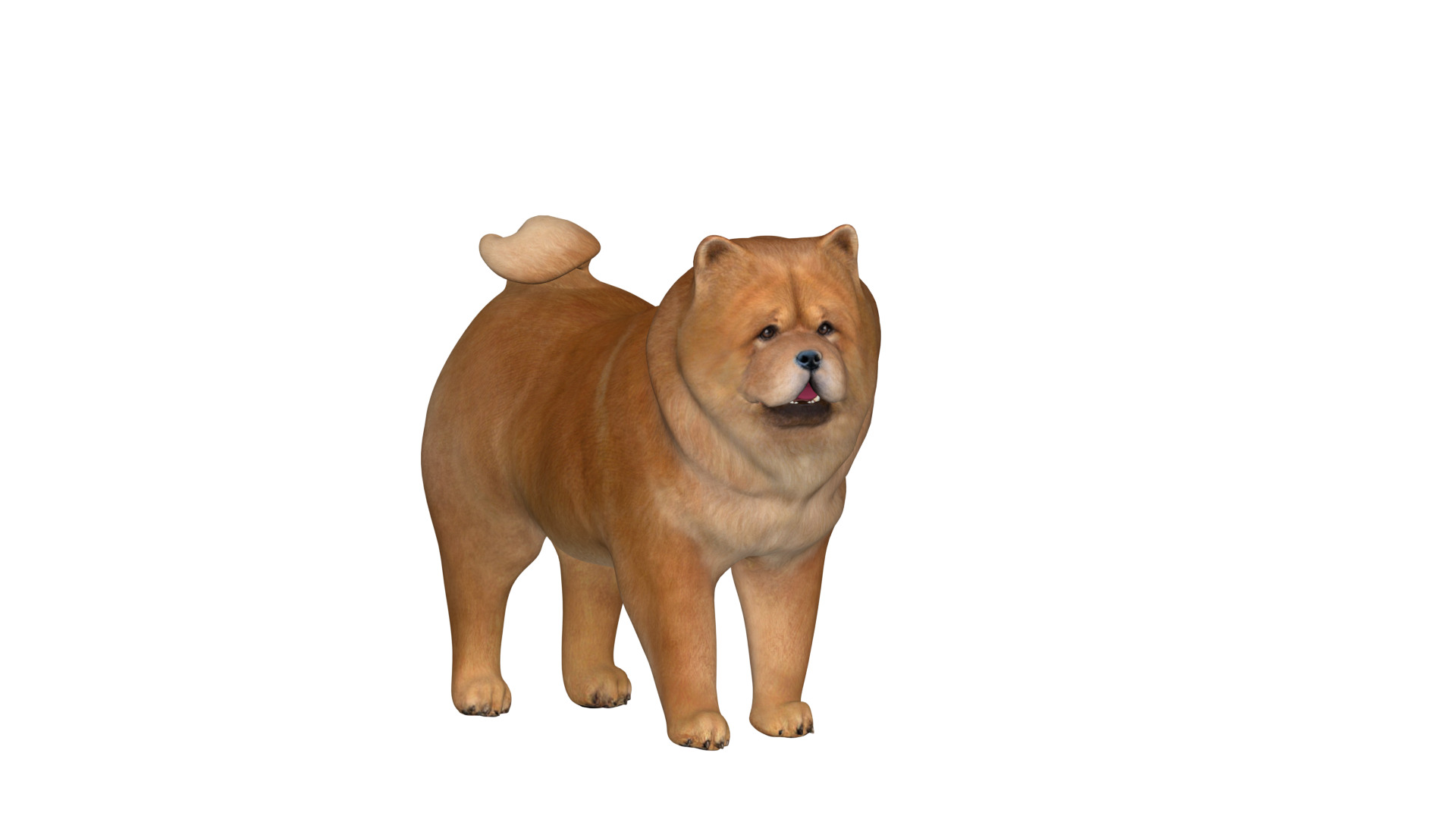 Chow Chow Dog Low-poly 3D model_10