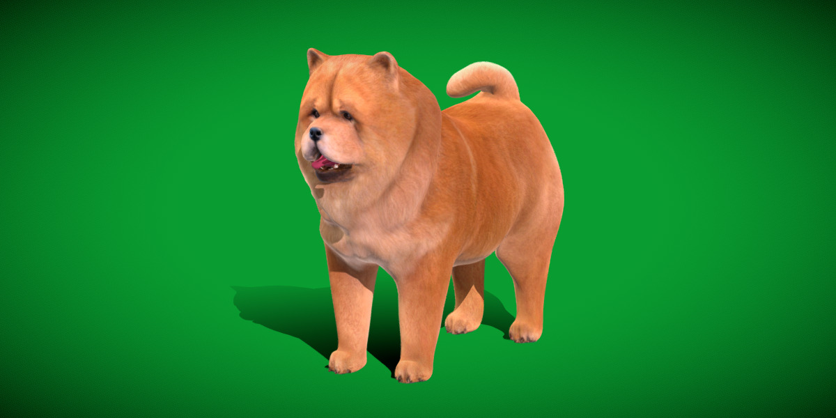 Chow Chow Dog Low-poly 3D model_35