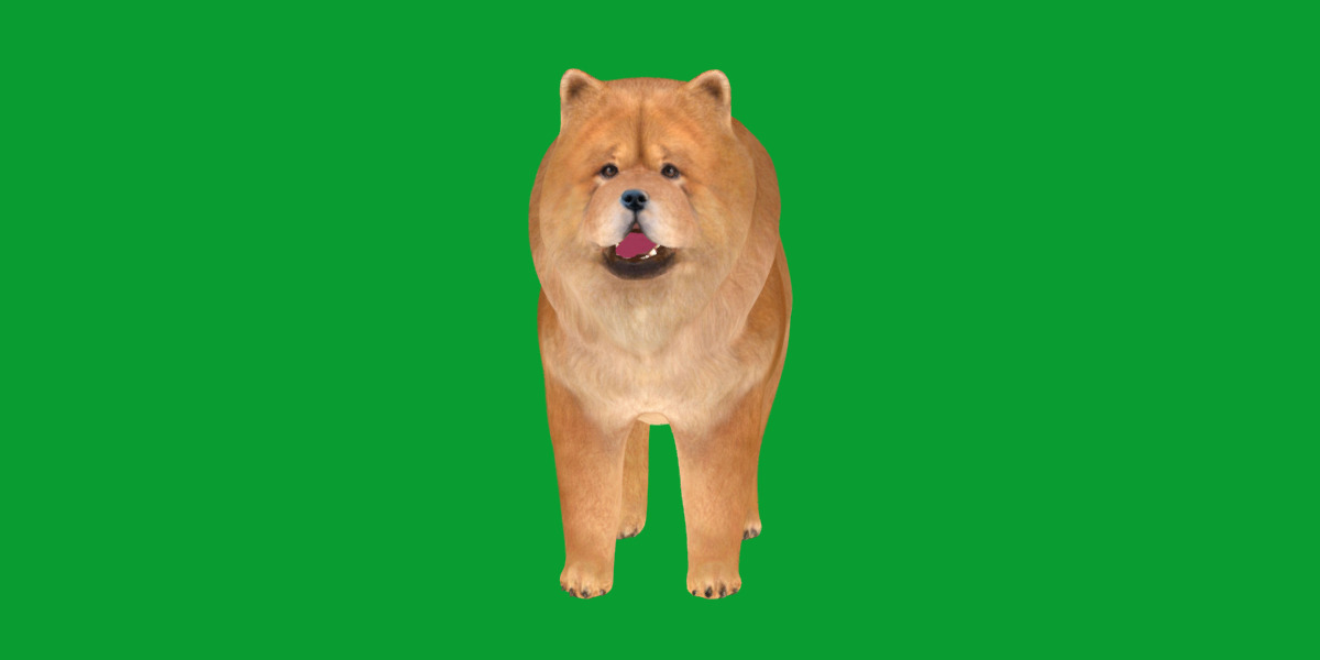 Chow Chow Dog Low-poly 3D model_28