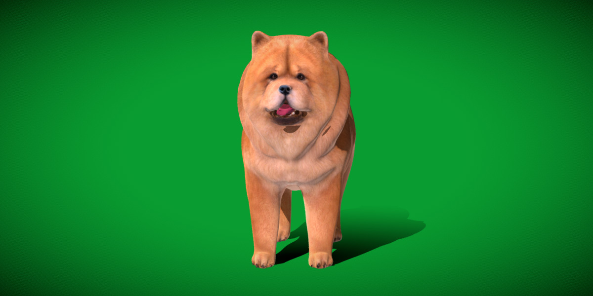 Chow Chow Dog Low-poly 3D model_27