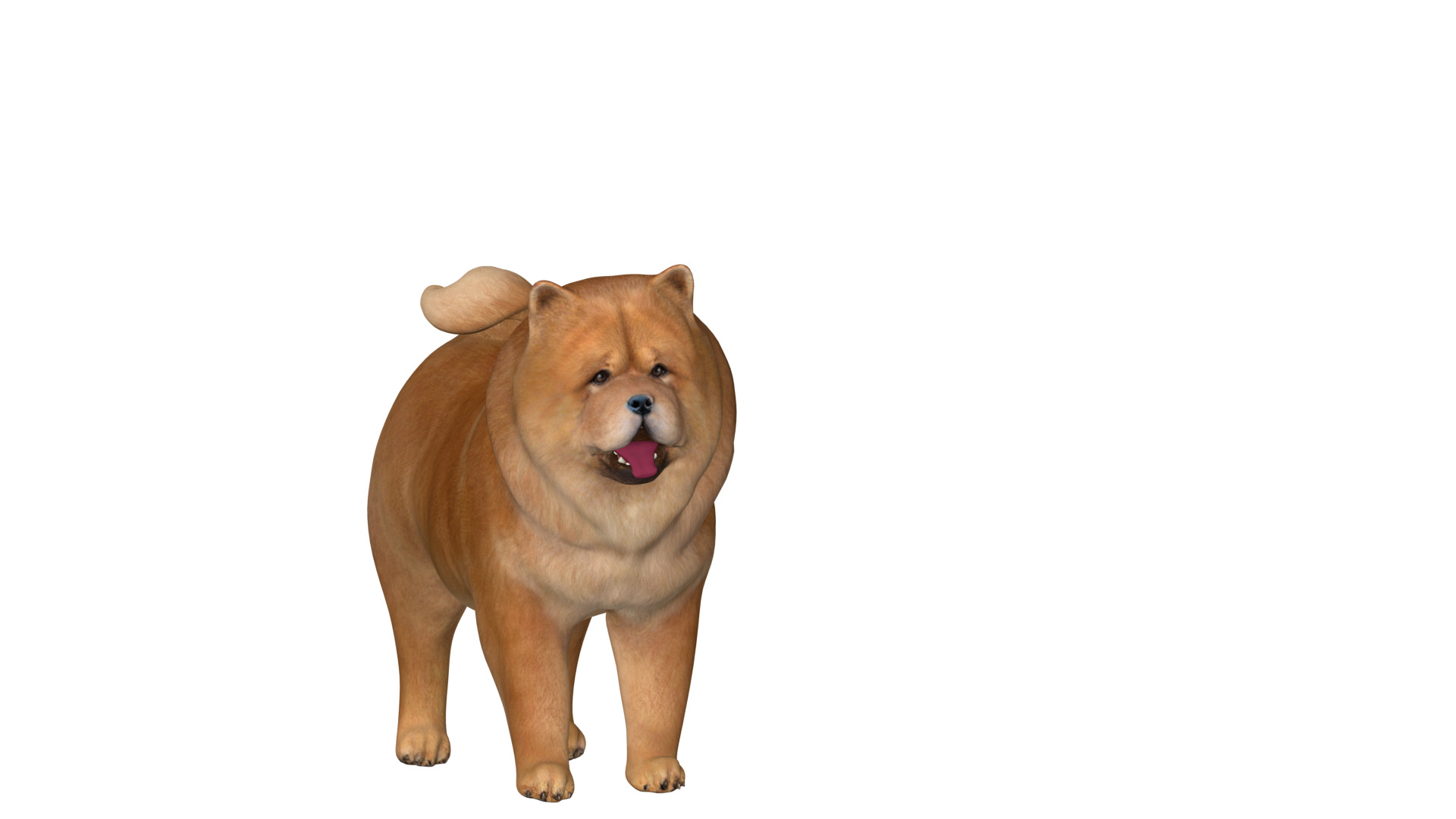 Chow Chow Dog Low-poly 3D model_11