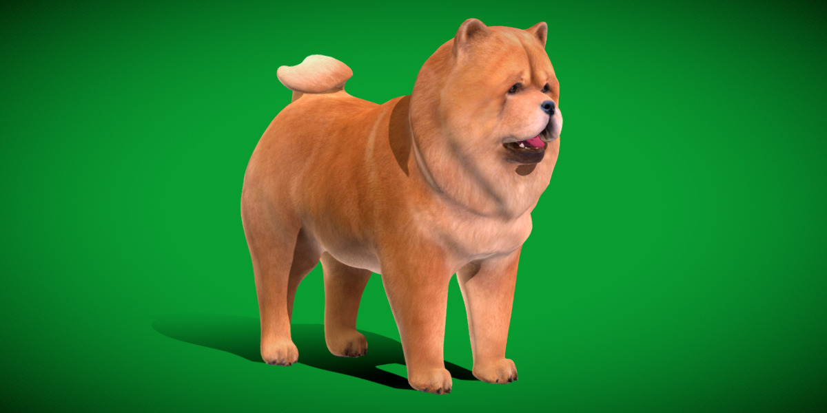 Chow Chow Dog Low-poly 3D model_39