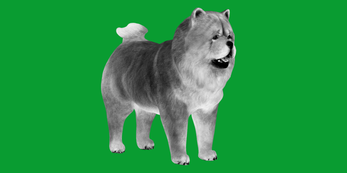 Chow Chow Dog Low-poly 3D model_17