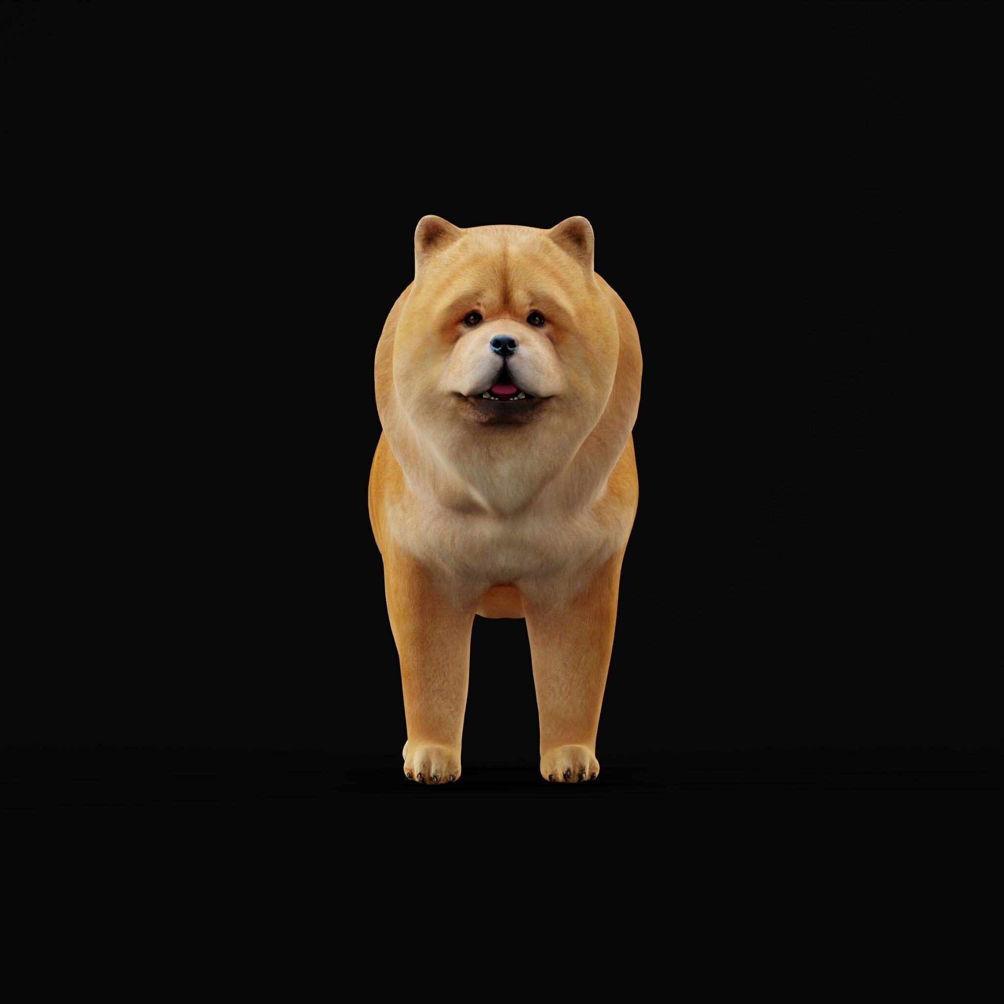 Chow Chow Dog Low-poly 3D model_44