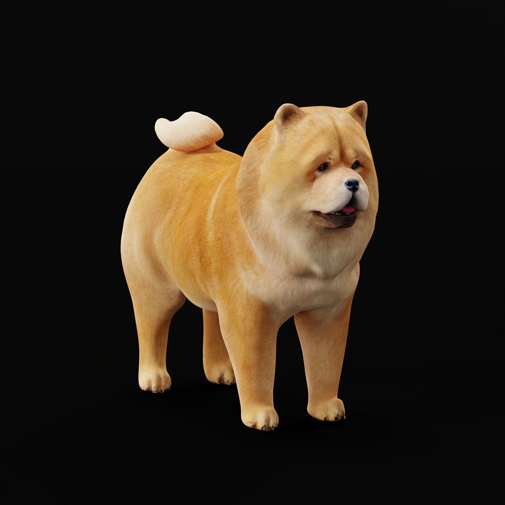 Chow Chow Dog Low-poly 3D model_43
