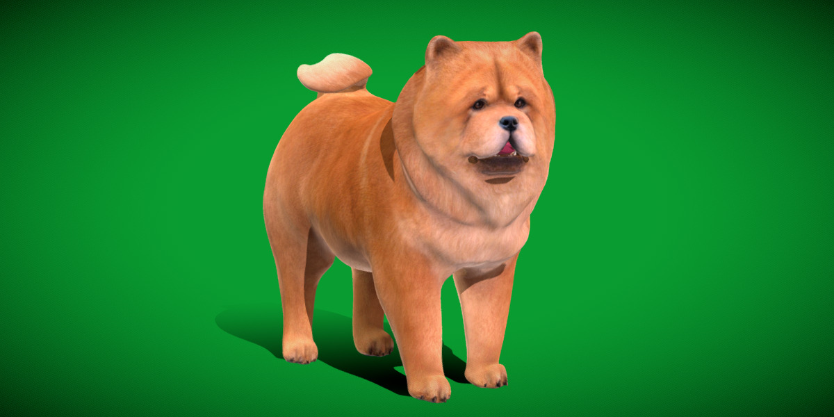 Chow Chow Dog Low-poly 3D model_42