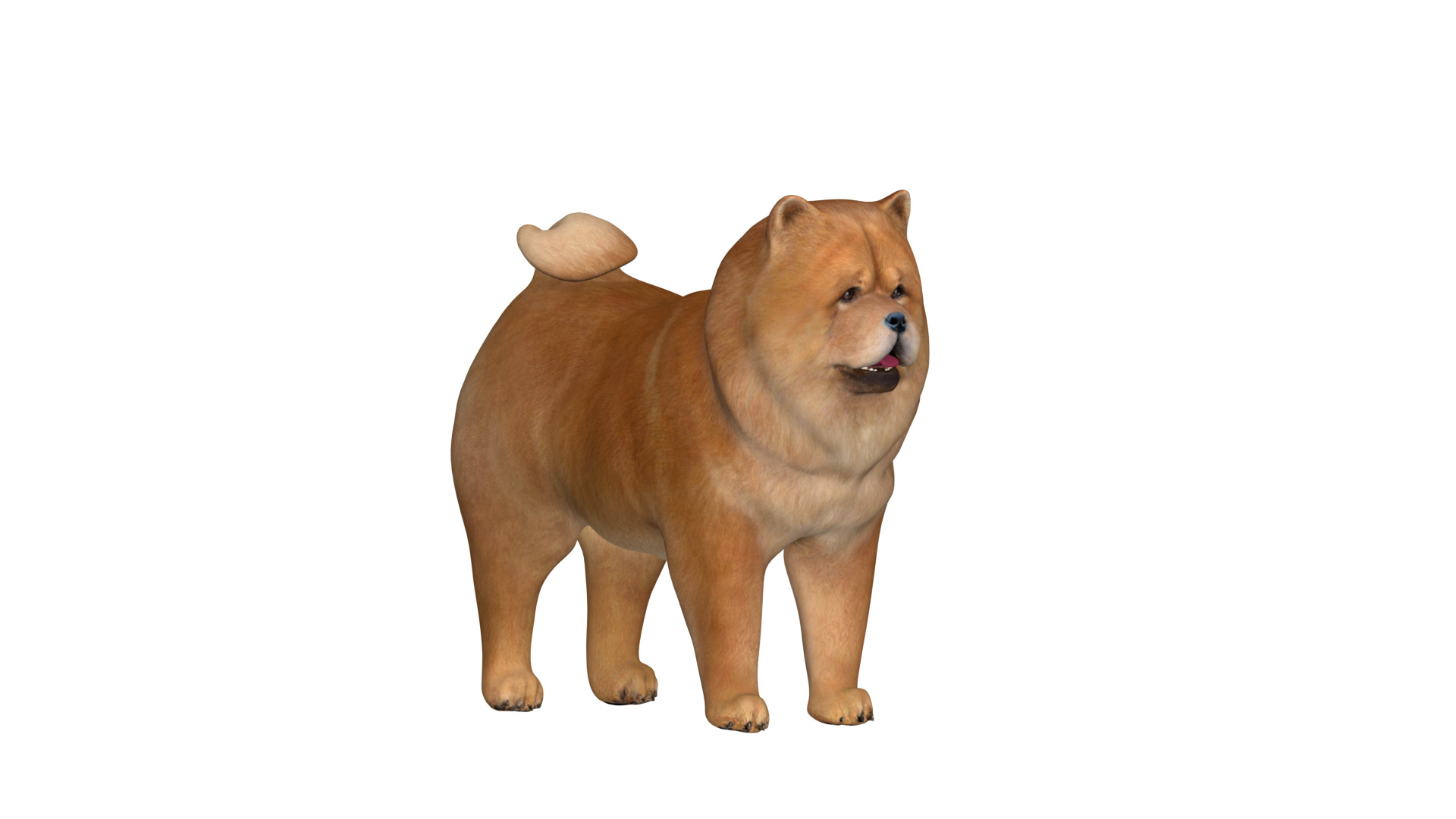 Chow Chow Dog Low-poly 3D model_9