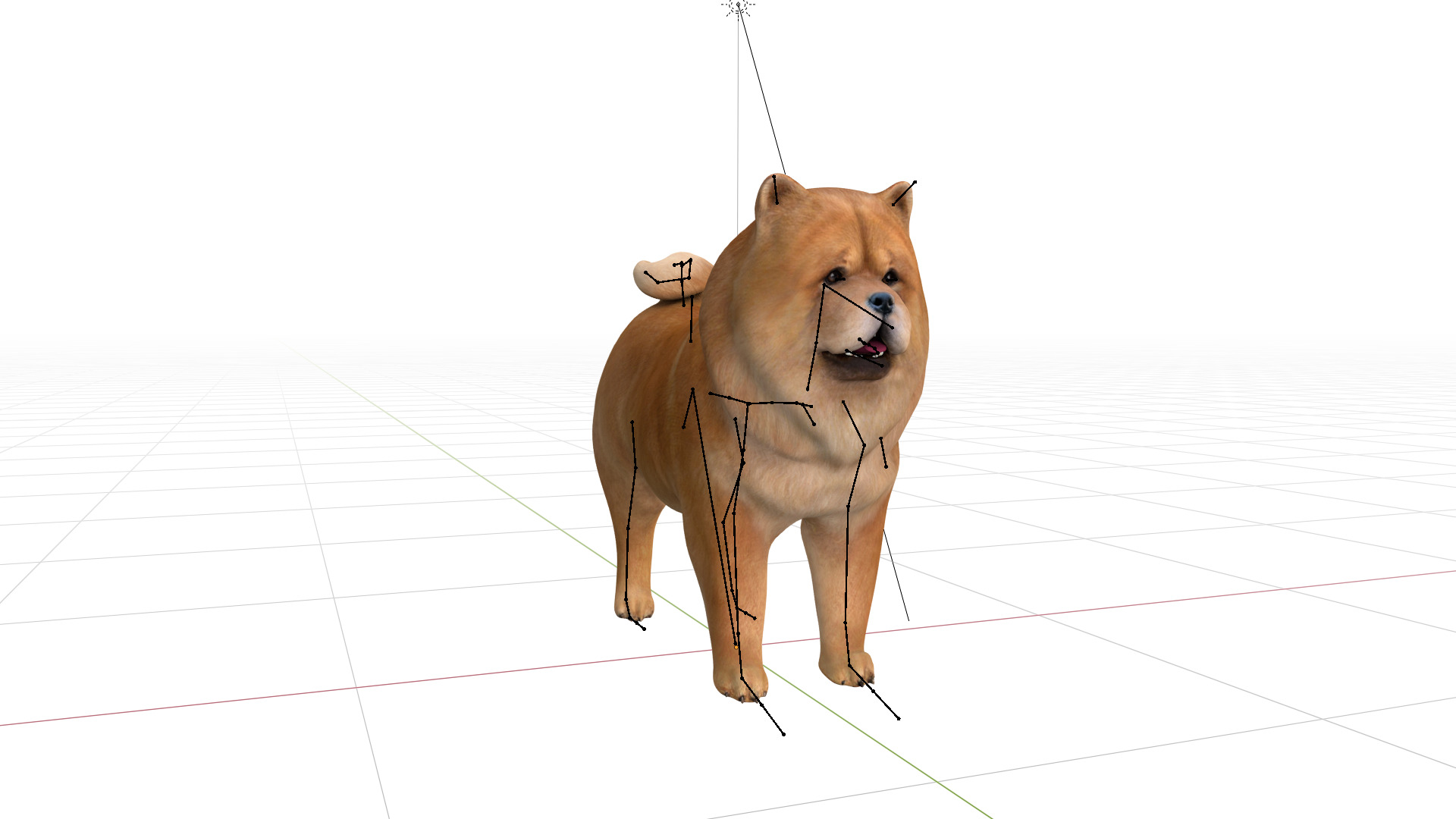Chow Chow Dog Low-poly 3D model_6