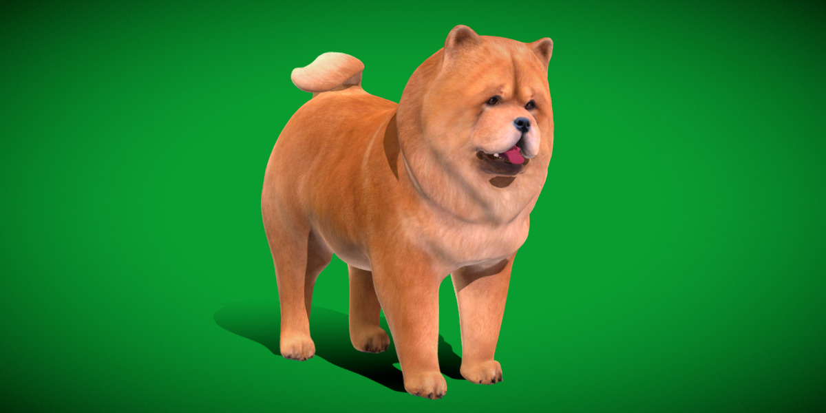 Chow Chow Dog Low-poly 3D model_2