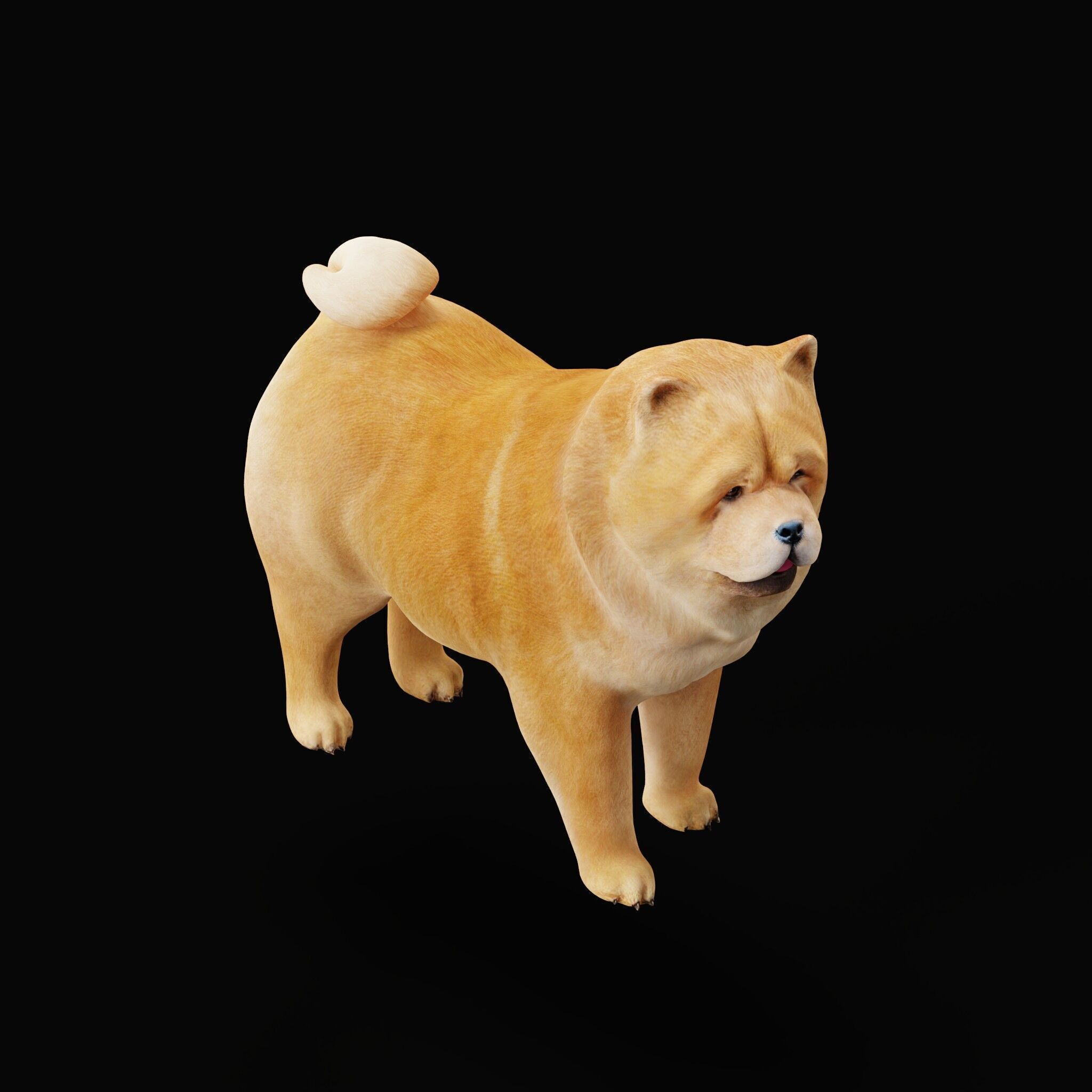 Chow Chow Dog Low-poly 3D model_50