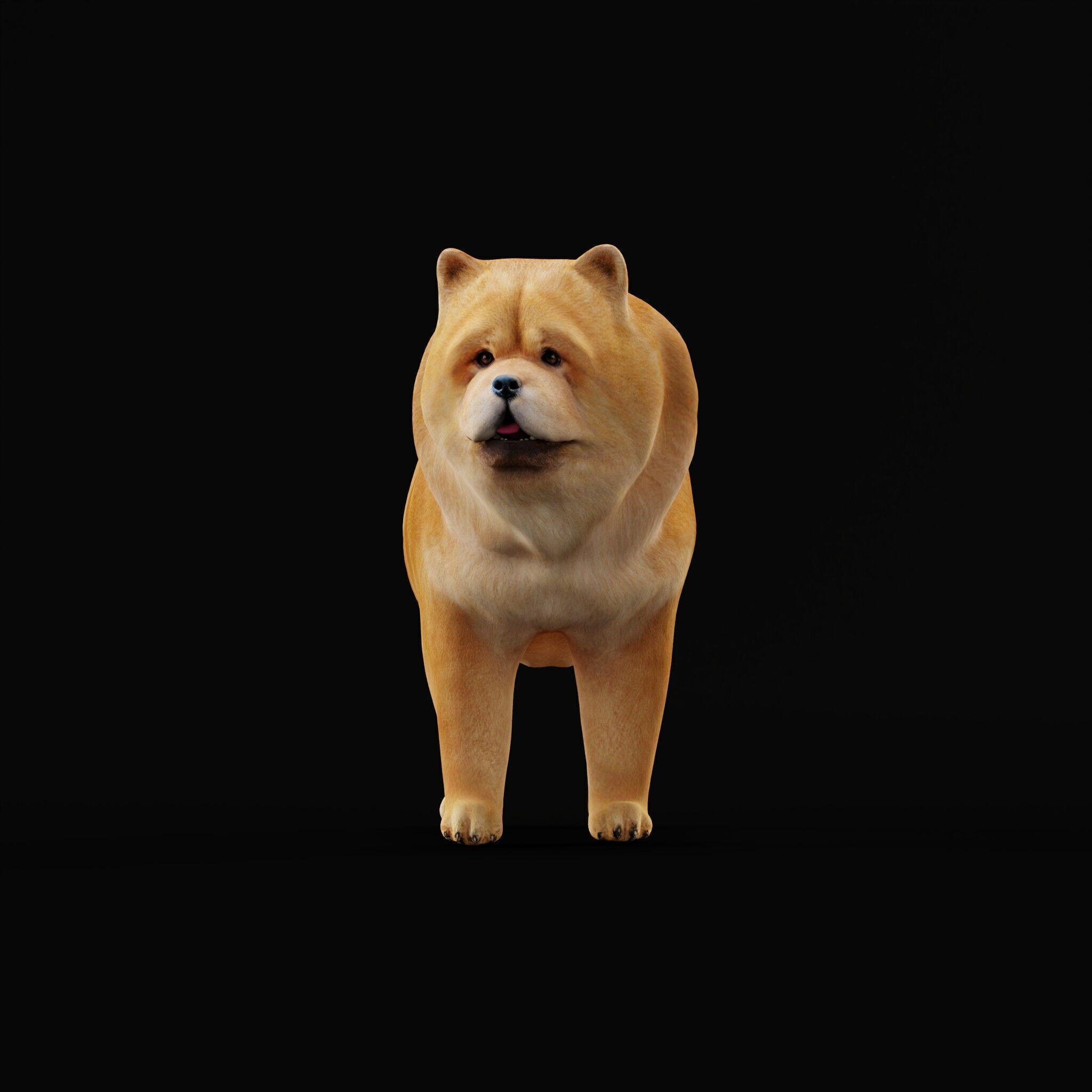 Chow Chow Dog Low-poly 3D model_48