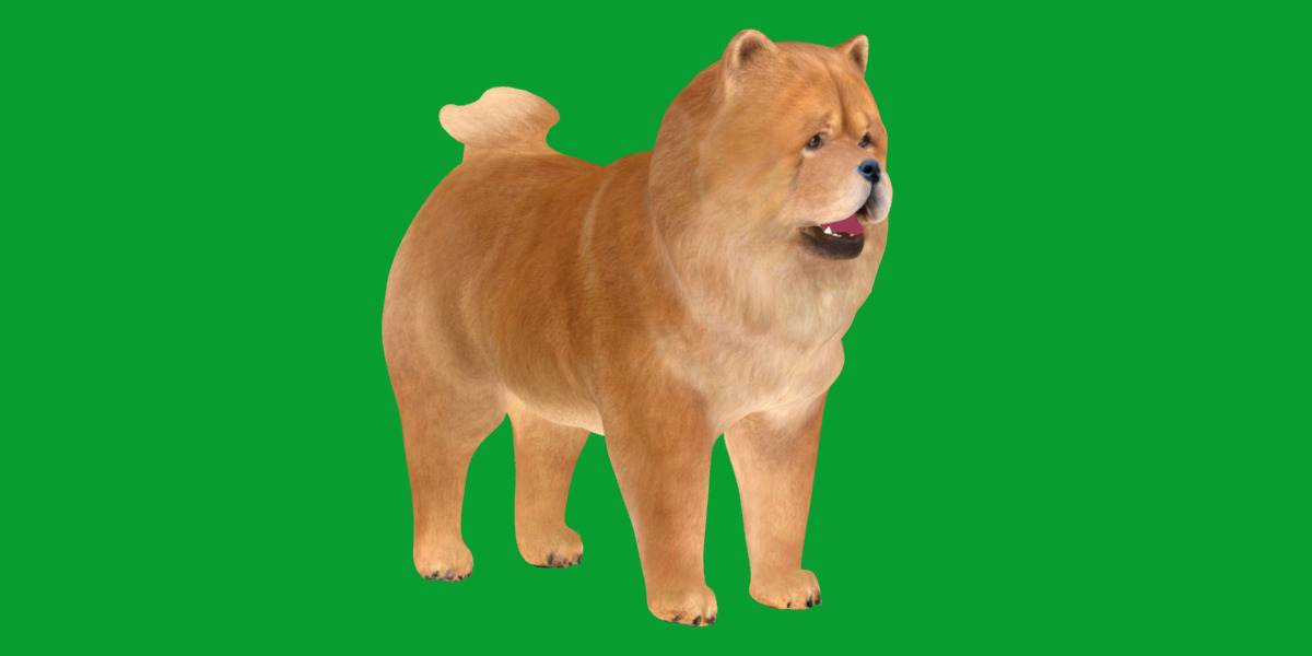 Chow Chow Dog Low-poly 3D model_13