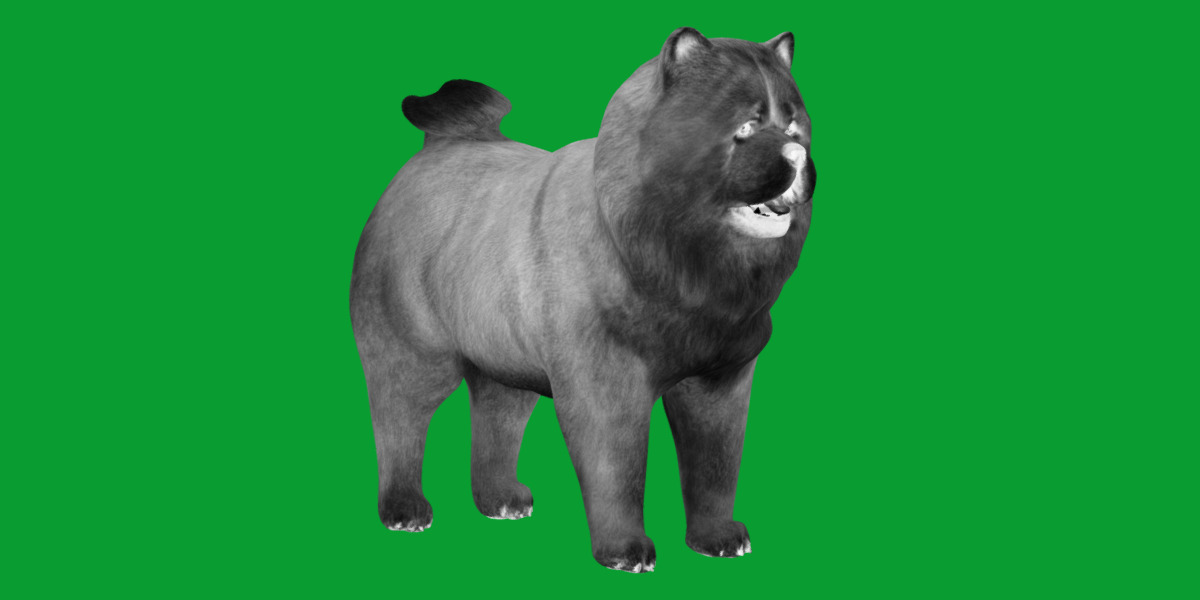 Chow Chow Dog Low-poly 3D model_16
